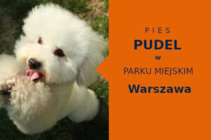 Dobre miejsce do zabawy z psem Pudel w Warszawie