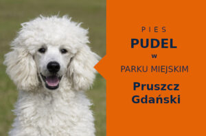 Dobre miejsce do zabawy z psem Pudel w Pruszczu Gdańskim