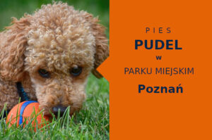 Polecany teren na spacer z psem Pudel w Poznaniu