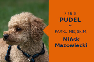 Polecany obszar na przechadzkę z psem Pudel w Mińsku Mazowieckim