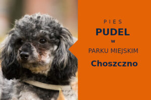 Dobra lokalizacja na przechadzkę z psem Pudel w Choszcznie
