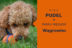 Idealna lokalizacja na przechadzkę z psem Pudel w Wągrowcu