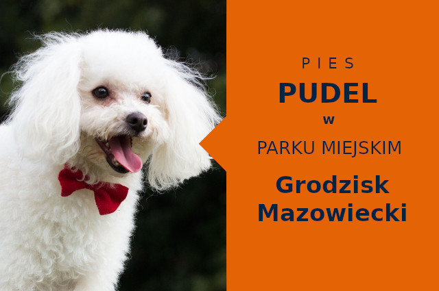 Fajna miejscówka na przechadzkę z psem Pudel w Grodzisku Mazowieckim