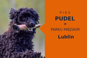 Świetny teren na przechadzkę z psem Pudel w Lublinie