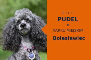 Fajna lokalizacja na przechadzkę z psem Pudel w Bolesławcu