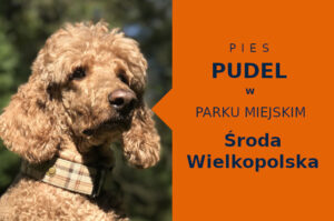 Ciekawy teren do zabawy z psem Pudel w Środzie Wielkopolskiej