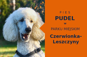 Dobry teren do zabawy z psem Pudel w Czerwionce-Leszczynach