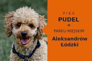 Dobra lokalizacja na spacer z psem Pudel w Aleksandrowie Łódzkim