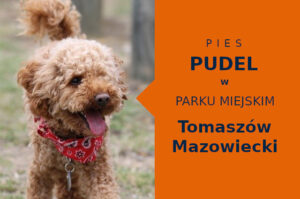 Fajny obszar do zabawy z psem Pudel w Tomaszowie Mazowieckim