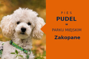 Wspaniałe miejsce do zabawy z psem Pudel w Zakopanem