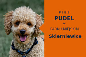 Ciekawa lokalizacja na spacery z psem Pudel w Skierniewicach