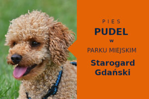 Wspaniały obszar na spacer z psem Pudel w Starogardzie Gdańskim