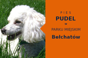 Świetne miejsce na przechadzkę z psem Pudel w Bełchatowie