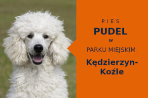 Wspaniała lokalizacja do spacerowania z psem Pudel w Kędzierzynie-Koźlu