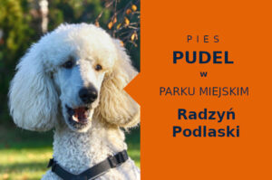 Atrakcyjna miejscówka na spacery z psem Pudel w Radzyniu Podlaskim