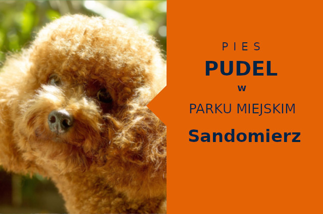 Ciekawa strefa na spacery z psem Pudel w Sandomierzu