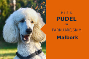 Idealna lokalizacja na wyjścia z psem Pudel w Malborku