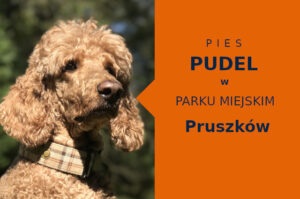 Rewelacyjny teren do zabawy z psem Pudel w Pruszkowie