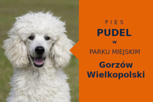 Super obszar do spacerowania z psem Pudel w Gorzowie Wielkopolskim