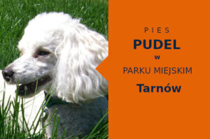Ciekawy teren na spacer z psem Pudel w Tarnowie