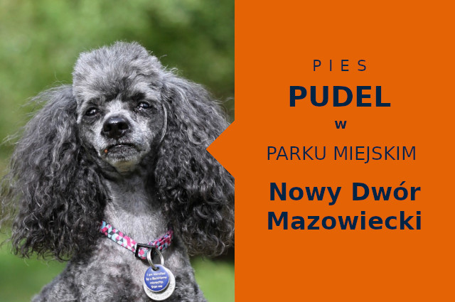 Super miejscówka na spacery z psem Pudel w Nowym Dworze Mazowieckim