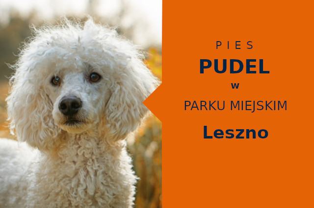 Sprawdzone miejsce na spacery z psem Pudel w Lesznie