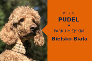 Sprawdzony obszar na wyjścia z psem Pudel w Bielsku-Białej
