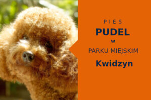 Atrakcyjne miejsce na spacery z psem Pudel w Kwidzynie
